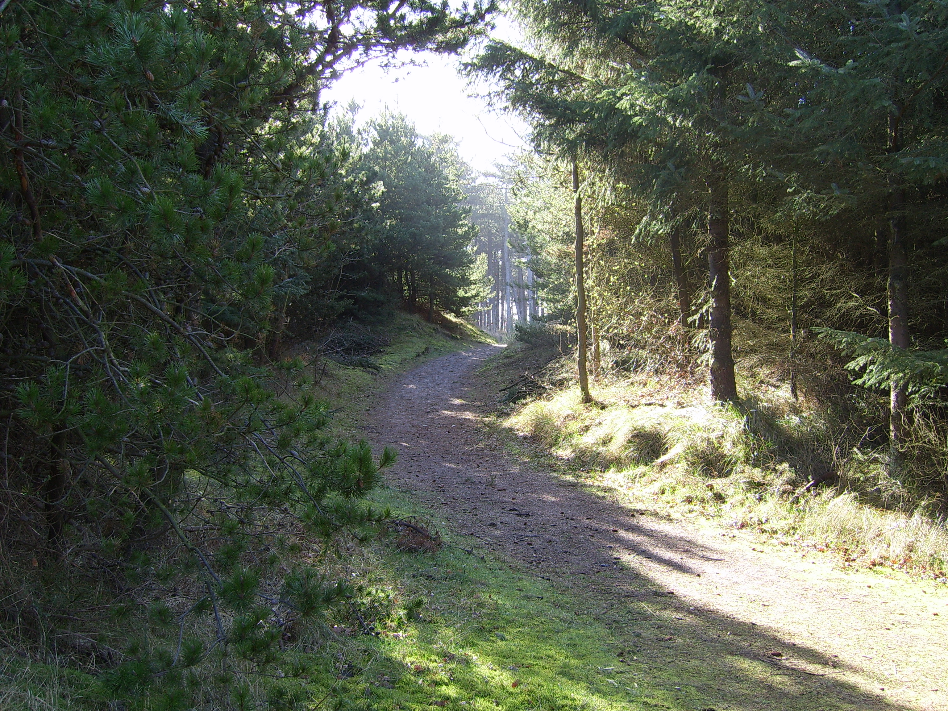 Ameland Vakantie Heidehoeck