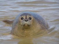 Ameland Vakantie Heidehoeck