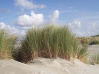 Ameland Vakantie Heidehoeck
